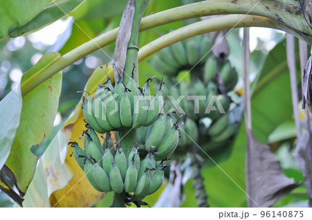 banana ,banana seed or Cultivated banana or banana plant or Musa sapientum Linn 96140875