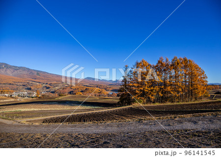 嬬恋高原のカラマツの丘 紅葉 嬬恋高原のカラマツの丘 紅葉 96141545