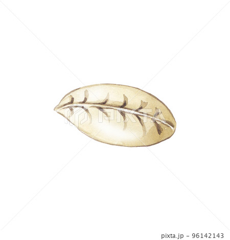 Hand drawn watercolor dumpling. Asian steamed food. Homemade wrapper with filling. Traditional cuisine for asian menu, restaurant and recipe. Savoury dumpling made from dough. 96142143