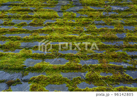 Green moss on a roof,  image 96142805