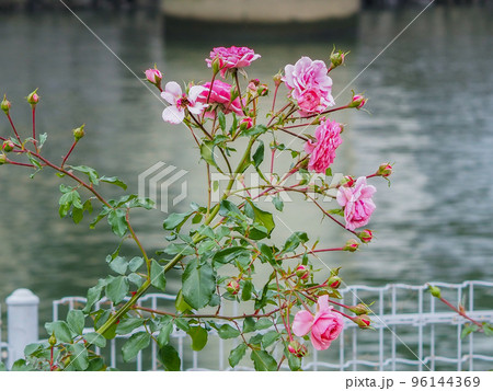 中之島バラ園の風景 中之島バラ園の風景 96144369