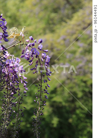 初夏の花/満開の「フジ」 96144491