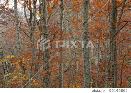 晩秋、葉が落ち始めたブナの森ー癒しの森 福島県只見町 晩秋、葉が落ち始めたブナの森ー癒しの森 福島県只見町 96146863
