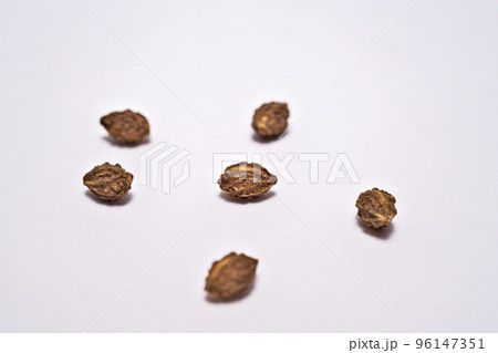 茶色いヒメユズリハの種子(秋、十月) 茶色いヒメユズリハの種子(秋、十月) 96147351