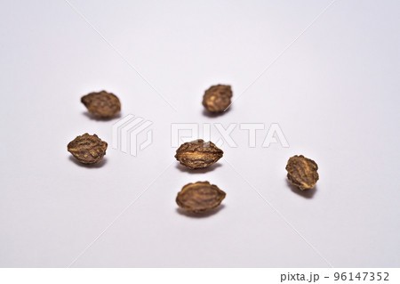茶色いヒメユズリハの種子(秋、十月) 茶色いヒメユズリハの種子(秋、十月) 96147352