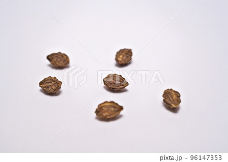 茶色いヒメユズリハの種子(秋、十月) 茶色いヒメユズリハの種子(秋、十月) 96147353