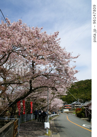 山中渓駅・桜 山中渓駅・桜 96147809