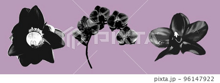graphic engraving. Set tropic flowers. Banana flower and orchid. graphic engraving. Set tropic flowers. Banana flower and orchid. 96147922