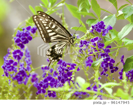 デュランタの花の蜜を吸うアゲハチョウ 96147945
