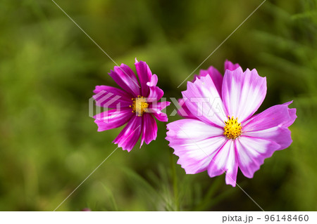 秋のイメージ、コスモスの花のクローズアップ 秋のイメージ、コスモスの花のクローズアップ 96148460