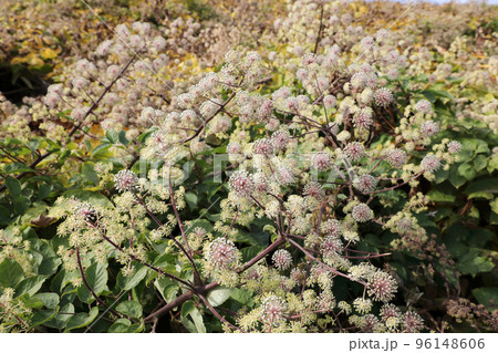 ウドの花 96148606