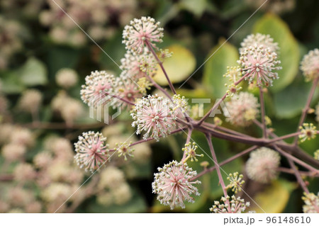 ウドの花 96148610