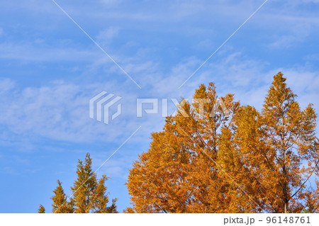 紅葉したメタセコイアの黄と秋の空 96148761