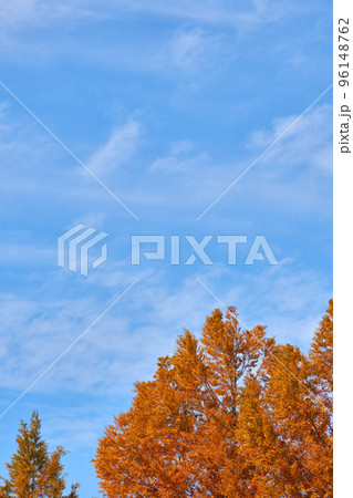 紅葉したメタセコイアの黄と秋の空 96148762