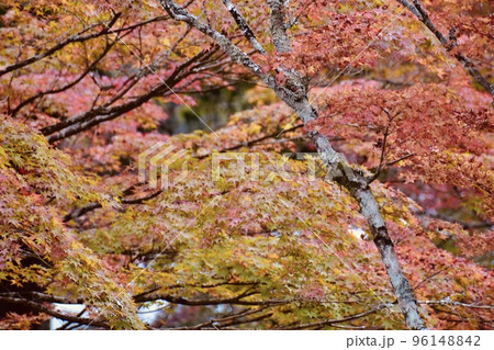 もみじが赤く色づいた紅葉谷公園C 96148842