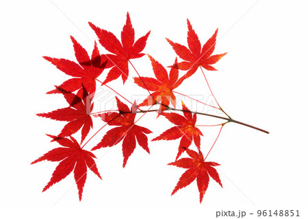 紅葉したイロハモミジの透過光撮影 96148851