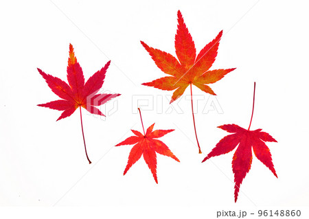 紅葉したイロハモミジの透過光撮影 96148860