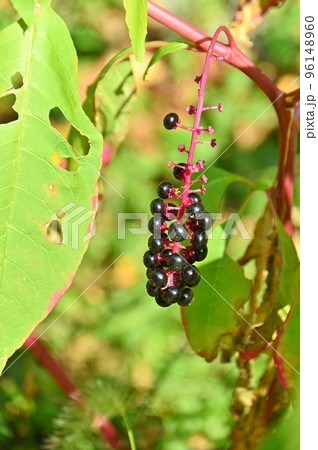 洋種山牛蒡の黒い実 洋種山牛蒡の黒い実 96148960