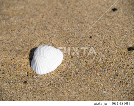 砂浜の貝殻。 砂浜の貝殻。 96148992