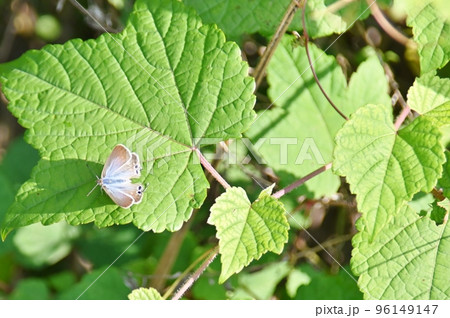 葉にとまるシジミチョウ 葉にとまるシジミチョウ 96149147