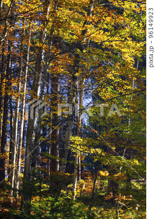 楓 カエデ メープル 96149923