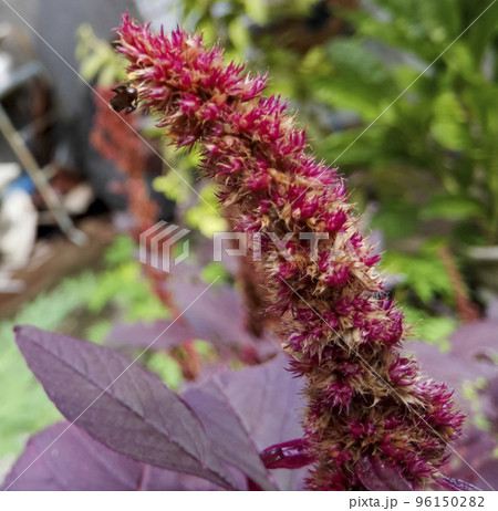 Stingless Bee Insect Pollinated Red Amaranth Flower 96150282