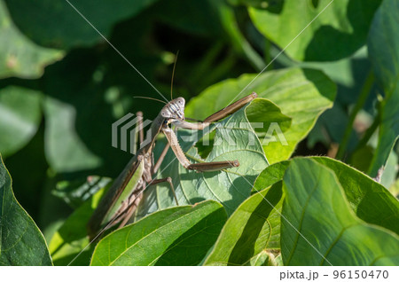 オオカマキリ 96150470