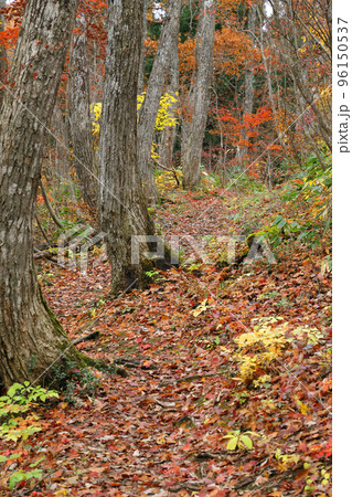 コナラ林に赤や黄色の葉が茂り遊歩道には落ち葉がいっぱい　福島県只見町 96150537