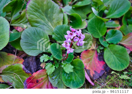 ヒマラヤユキノシタ 96151117