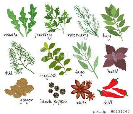 vector herbs and spices vector herbs and spices 96151249