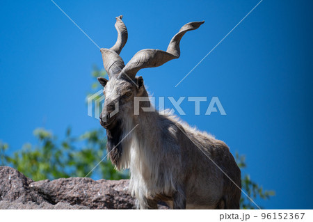 A majestic mountain goat with twisted large horns is resting on a rock. 96152367
