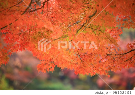 秋 スポット 歴史 96152531