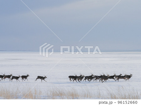 クリスマスに向けて予行練習中のエゾシカ クリスマスに向けて予行練習中のエゾシカ 96152660