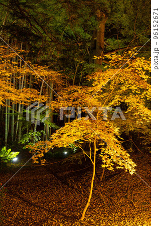 京都岡崎の秋　金戒光明寺　紅葉ライトアップ　紫雲の庭 96152671