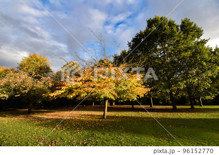 秋色の樹木（イギリスのチェスターにて） 96152770