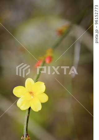 黄梅の花のクローズアップ 96152773