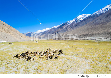 Landscape aerial view of herd of sheep and mountains with river and green valley in Himalayas with blue sky in Nubra valley, Jammu and Kashmir, India. Landscape aerial view of herd of sheep and mountains with river and green valley in Himalayas with blue sky in Nubra valley, Jammu and Kashmir, India. 96152836