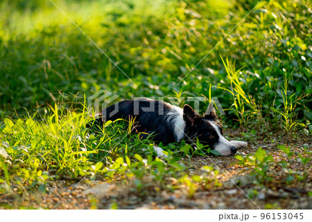 Side view of Border Collies lie down and squat in the forrest alone and look forwad 96153045