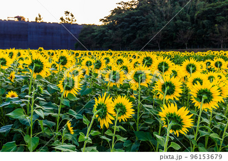 しまばら火張山花公園のひまわり　朝風景　【長崎県島原市】 96153679