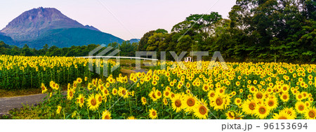 しまばら火張山花公園のひまわり 朝風景 パノラマ 【長崎県島原市】 しまばら火張山花公園のひまわり 朝風景 パノラマ 【長崎県島原市】 96153694