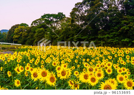 しまばら火張山花公園のひまわり　朝風景　【長崎県島原市】 96153695