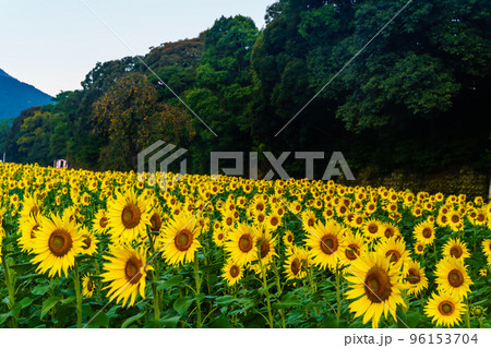 しまばら火張山花公園のひまわり　朝風景　【長崎県島原市】 96153704