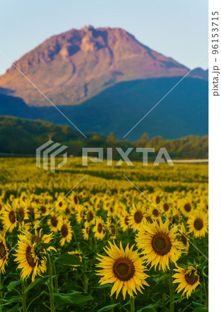しまばら火張山花公園のひまわり　朝風景　【長崎県島原市】 96153715