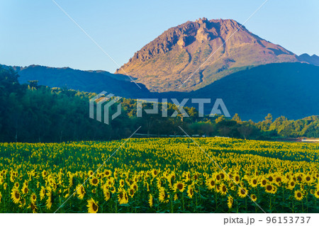しまばら火張山花公園のひまわり 朝風景 【長崎県島原市】 しまばら火張山花公園のひまわり 朝風景 【長崎県島原市】 96153737