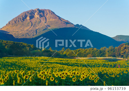 しまばら火張山花公園のひまわり　朝風景　【長崎県島原市】 96153739