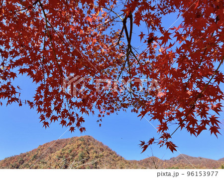 真っ赤な紅葉 96153977