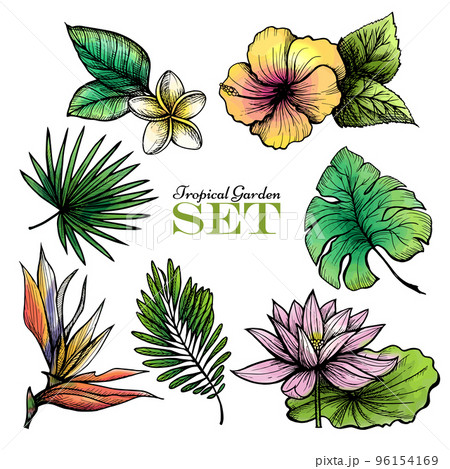 Tropical Leaves Set Color 96154169