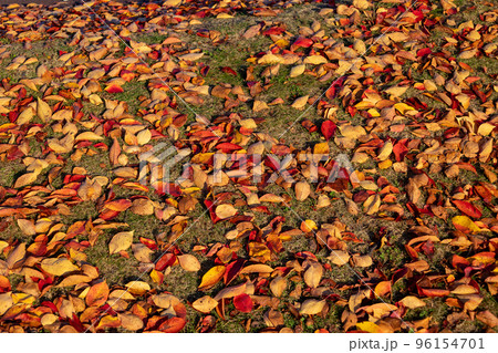 芝の上に落ちた紅葉 96154701