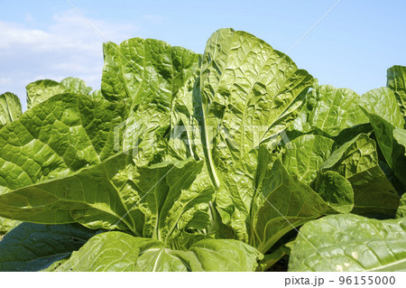 晩秋の白菜畑 96155000