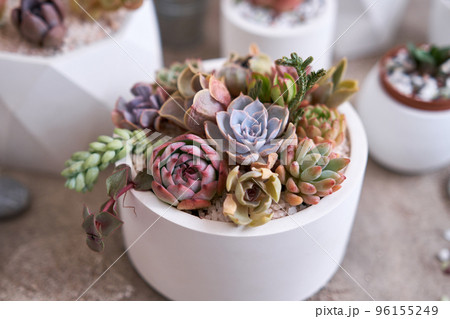 pots with groups of houseplants on concrete table - Echeveria and Pachyveria opalina Succulents 96155249